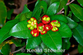Image result for Ochna