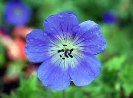 Pin On Blue Flower