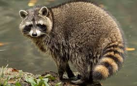Tech is doing a good job. Em Pest Control Blog Pest Pressures In Nassau County Long Island