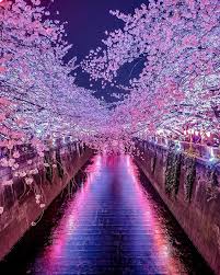 Nihonbashi tokyo japan nihonbashi tokyo japan night city. Meguro River Cherry Blossom Walk Tokyo Japan Sakura ç›®é»'å· æ±äº¬ æ¡œ Beautiful Nature Beautiful Nature Wallpaper Scenery