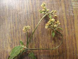 Image result for Sanicula elata