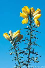 Image result for Ulex