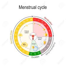 Menstrual Cycle Chart Increase And Decrease Of The Hormones