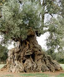 Pin By Eliana San On Rgbstock Photos I Like Old Trees Beautiful Tree Unique Trees