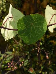 Image result for Stephania abyssinica