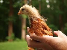 Maybe you would like to learn more about one of these? Breed Profile Golden Comet Chickens Backyard Poultry