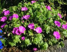 Image result for Geranium sanguineum Max Frei
