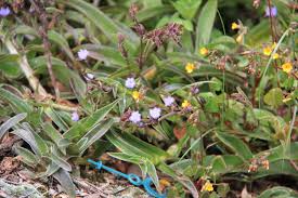 Image result for Cyanotis lanata