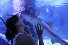 Antalya Akvaryum Antalya Aquarium Tunel Akvaryum Aquarium Kopek Baliklari2