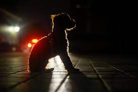 10 Reasons Why Dogs Howl Pethelpful