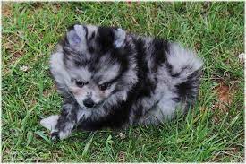 Pomeranian puppies for sale and dogs for adoption in florida, fl. Blue Merle Pomeranian Puppies Petsidi