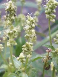 Image result for Micrococca mercurialis