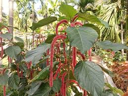 Image result for Acalypha fimbriata