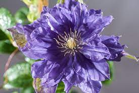 Clematis kiri te kanawa (lat.klematis kiri te kanawa) gehört zur gruppe der frühen großblumigen sorten. Waldrebe Kiri Te Kanawa Clematis Kiri Te Kanawa Gunstig Online Kaufen