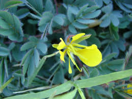 Image result for Chamaecrista wittei