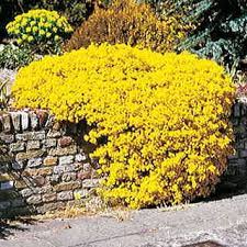 Compacta Alyssum Seeds Park Seed