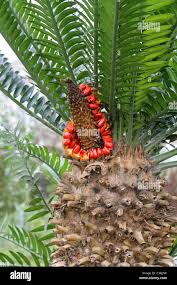 Image result for Encephalartos schmitzii