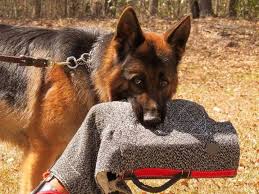 230 000 Guard Dog Speaks 3 Languages