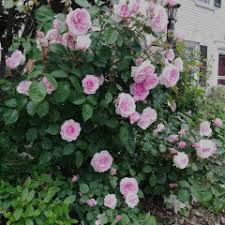 Any variety named for a member of david austin's family must be exceptional, and this lovely olivia rose austin™ shrub rose is certainly that. What Do You Think Of Olivia Rose Austin