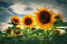 Los mejores fondos de pantalla en hd, descargue los mejores fondos de pantalla en hd, fondos de pantalla panorámica gratis en resoluciones de alta calidad. Naturaleza Girasoles Fondo De Pantalla Hd Wallpaperbetter