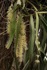 Image result for Diaphananthe