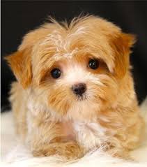 Yorkipoo puppies for sale (reasonable adoption fees). Yorkiepoo Puppies For Sale San Antonio Tx 156329