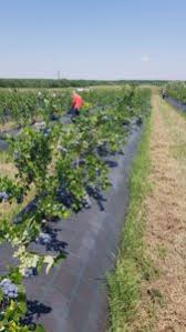 Cu ajutorul fondurilor europene, o ferma de familie din comuna mediesu aurit, juderul satu mare, a reusit sa isi dezvolte propria cultura de afini. A Inceput Culesul La Afinele OlteneÈ™ti Ziarul Agricol