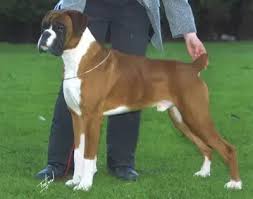We did not find results for: How Long Will It Take For A Boxer Pup To Walk Properly Quora