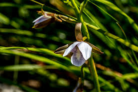 Image result for Eulophia ovalis