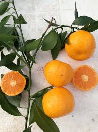 Image result for Citrus reticulata