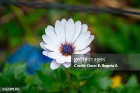 Image result for Dimorphotheca