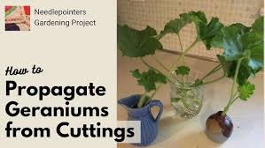 Image result for cuttings of geraniums