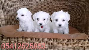 Maltese Terrier Yavrular 05412625843 Youtube