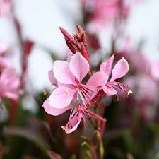 Image result for Blumea squarrosa