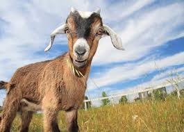 According to know your meme, the term originated in 2000 with the rapper ll cool j's eighth studio album entitled g.o.a.t. Family Goat Walk Herrings Green Farm