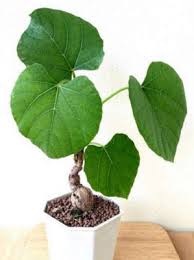 Image result for Ampelocissus