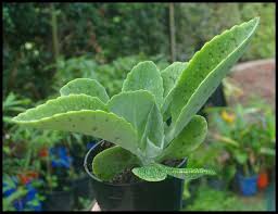 Exoticgreen Kalanchoe Gastoni Bonerii Donkey Ears Succulent Plant Planting Succulents Succulents Plant Leaves