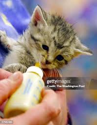 85 Maggie Foster Stock Photos, High-Res Pictures, and Images