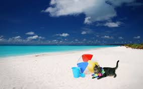 See complete 365 collection here. Cat On The Beach Wallpaper For Widescreen Desktop Pc 1920x1080 Full Hd