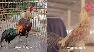Video kali ini hasil persilangan antara ayam philipin burik dan ayam mangon . Ayam Magon Ciri Ciri Jenis Harga Kelebihan Cara Merawat