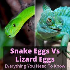How do you incubate eggs in an incubator? Snake Eggs Vs Lizard Eggs Everything You Need To Know