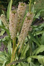 Image result for Eucomis zambesiaca