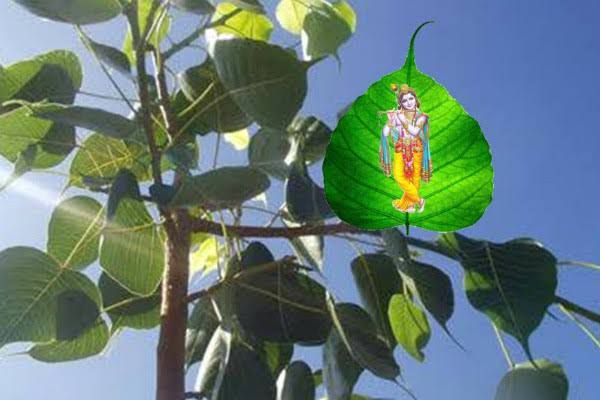 Peepal - a tree of life ! | Outfluent