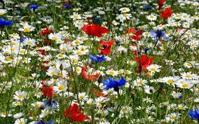 Με απόφαση του υπουργού κωστή χατζηδάκη, η υποχρεωτική αργία της πρωτομαγιάς μετατίθεται για την τρίτη 4 μαΐου 2021. Prwtomagia 2021 Metaferetai O Eortasmos Ths Ergasiaka Nea