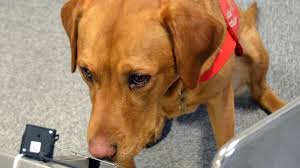 Urinary obstruction and bleeding are common signs. How Do Medical Dogs Smell Cancer Bbc News