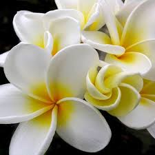 Plumeria Fragrance Oil For Use With Soaps Etc 6 22 2oz 8 54 4oz 13 51 8oz Fiori Immagini