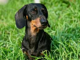 There are many reasons that pet owners need to transport a pet. Should You Use A Pet Transport Company Travelnuity