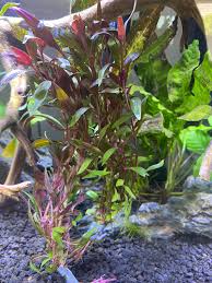 Image result for Hydrostachys polymorpha