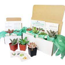 Subscription Box With Care Instruction Succulent Box Succulents Planting Succulents
