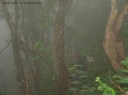 Image result for Ampelocissus obtusata